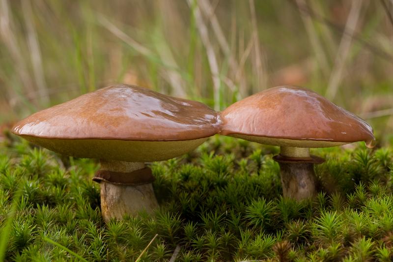 Міцелій Маслюка звичайного справжнього сухий зерновий - фото 9