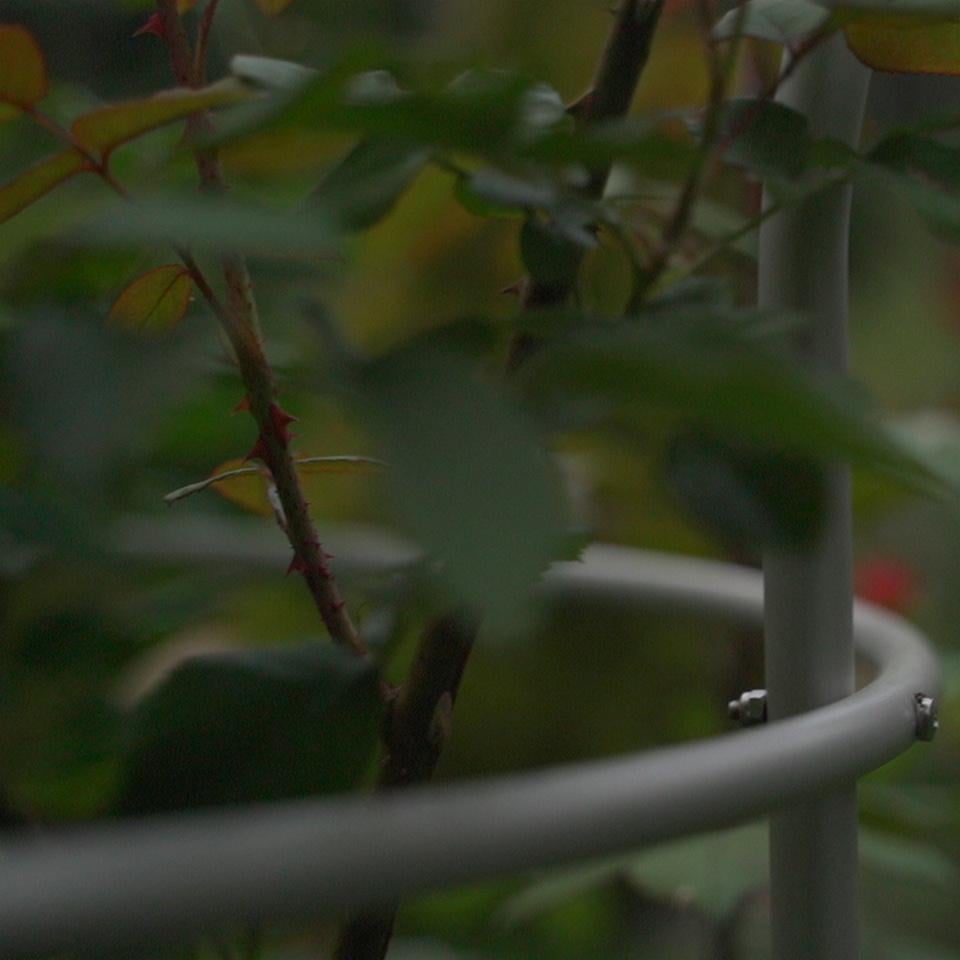 Опора для рослин кільцева на три кільця 1700х800х800 мм (КО-D16/D13-1700*800/600/600) - фото 8 Опора для рослин кільцева на три кільця 1700х800х800 мм (КО-D16/D13-1700*800/600/600) - фото 8