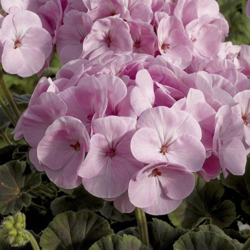 Семена цветов Syngenta Пеларгония садовая BullsEye Light Pink 250 шт. (BN01628-2)