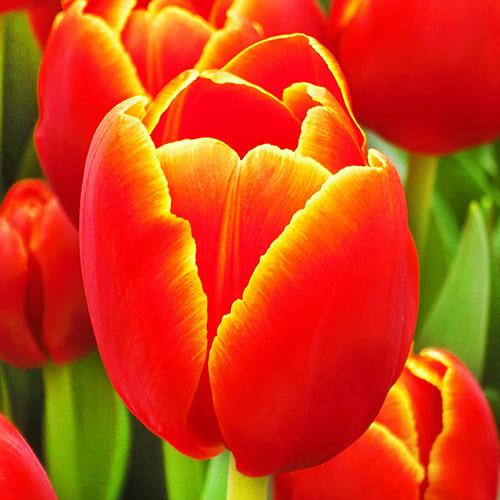 Тюльпан Florium Verandi 20 шт. (13147)