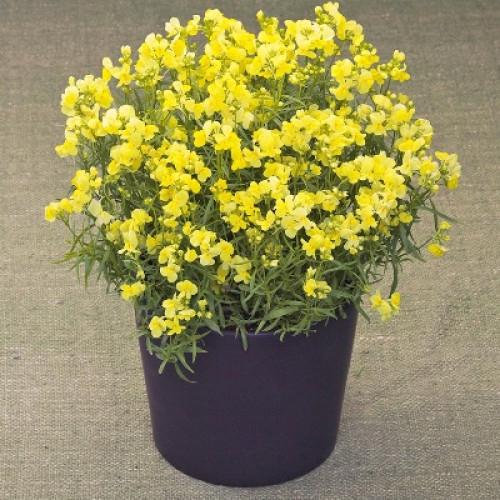 Семена цветов Линария марокканская Fantasista Yellow (BN10591-3)