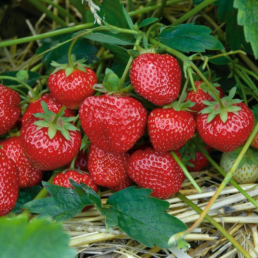 Саженец клубники Wendy надрания (2055733255)