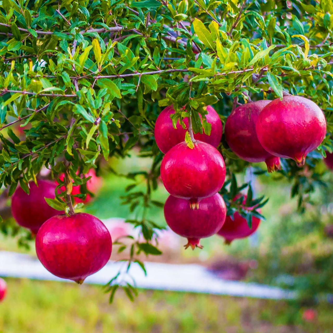 Саженец граната Гюлоша розовая среднего срока тонкокожий Р9 (610698522)