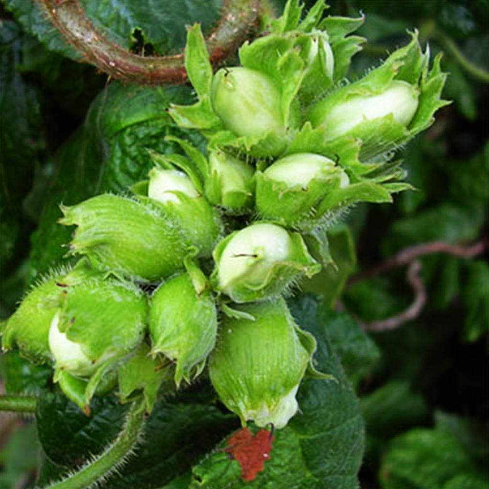 Саджанець фундука Вебба Цінний 2 річний (14964905) Саджанець фундука Вебба Цінний 2 річний (14964905)