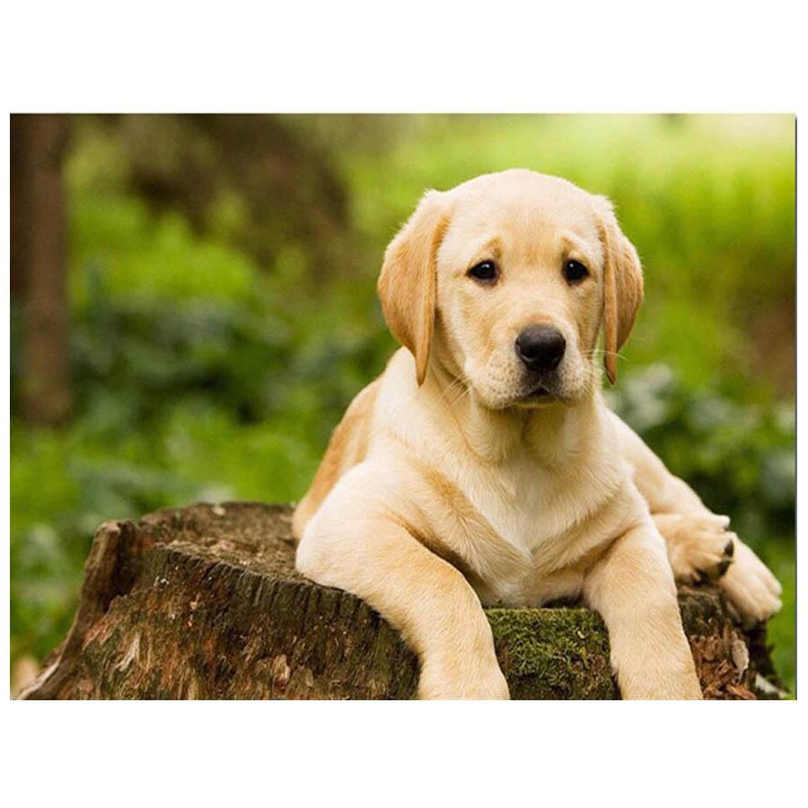 Алмазная вышивка Diy Лабрадор 24х30 см