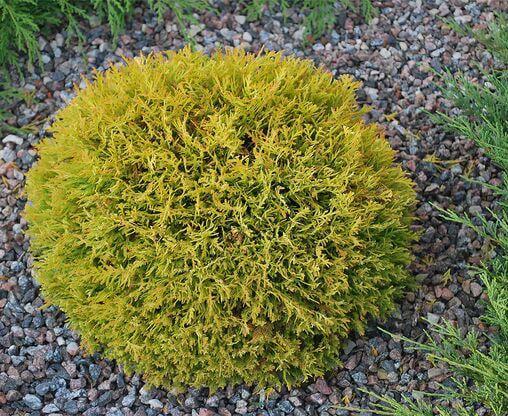 Саженцы туя западная Rheingold горшок 1,5 л - фото 2 Саженцы туя западная Rheingold горшок 1,5 л - фото 2