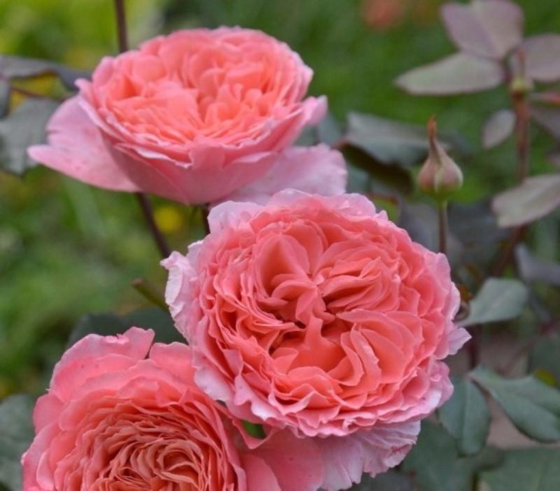 Роза Velet Laurent Cabrol Шраб в контейнере (2558773371)