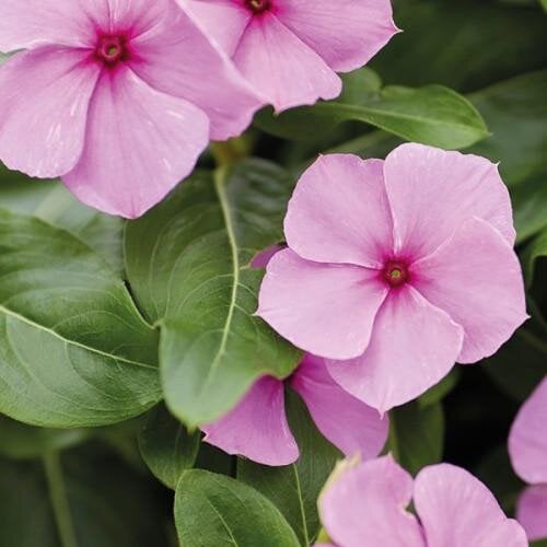 Семена цветов Катарантус Heatwave Grape Hem Genetics 10 шт. (BN13184-4)