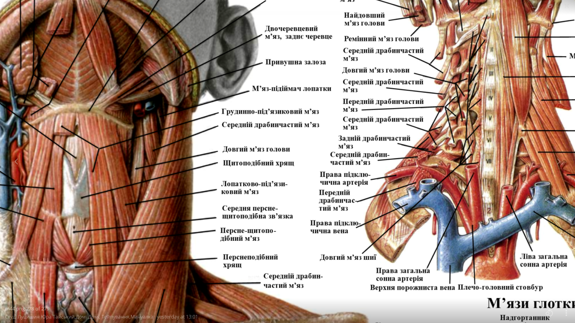 Плакат анатомический Мышц шеи 50х64,5 см - фото 2