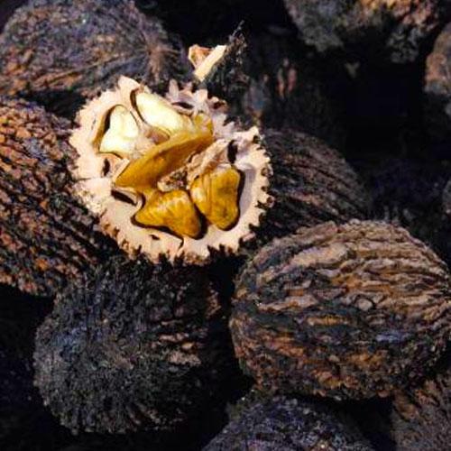 Сажанец Черный орех Маньчжурский средний срок созревания (36180)