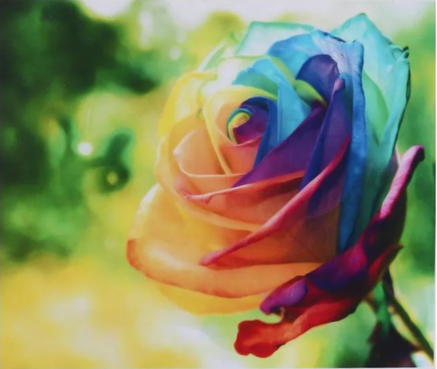 Алмазна мозаїка за номерами Josef Otten Кольорова троянда 71470_BGLE 40x50 см (MTT-191211)