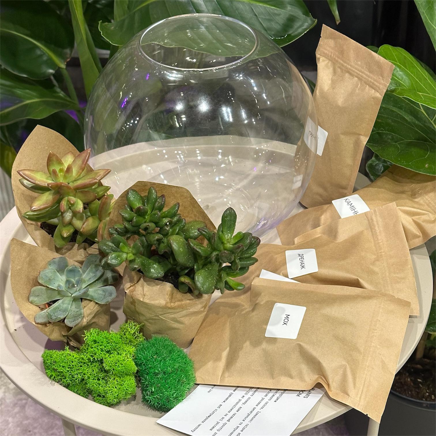 Набір для створення флораріума власноруч Шар з рослинами (31190480)