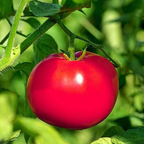 Семена Томат Florium Андріївський сюрприз (17082)