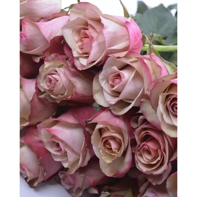 Роза Velet Vintage Чайно-гибридная в контейнере (2669429353) - фото 3 Роза Velet Vintage Чайно-гибридная в контейнере (2669429353) - фото 3