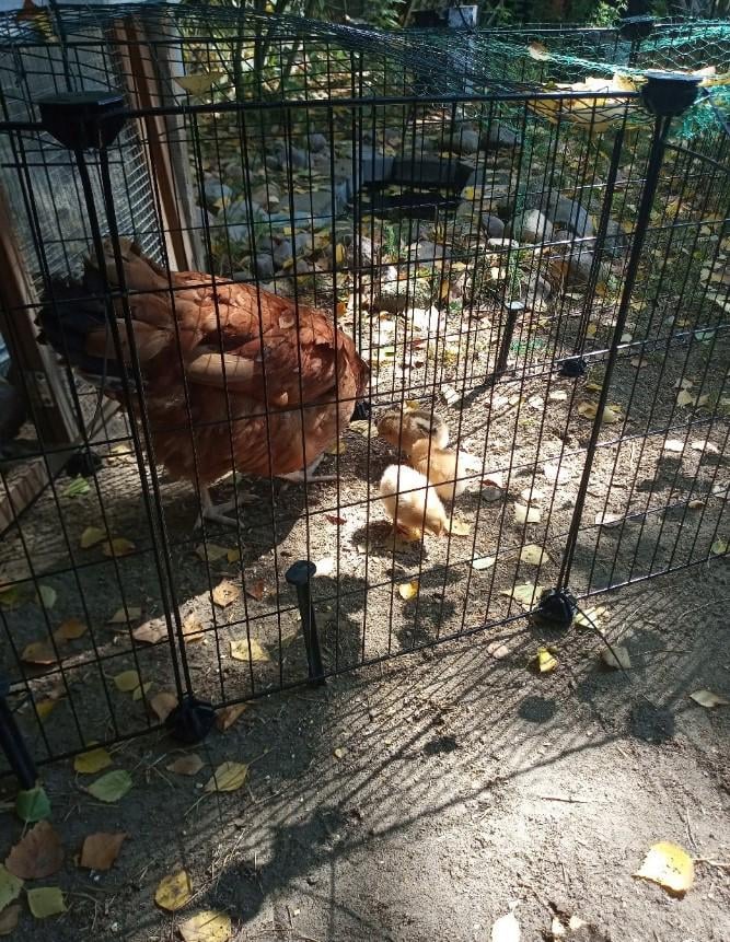 Клітка для гризунів 46х143х73 см - фото 29 Клітка для гризунів 46х143х73 см - фото 29