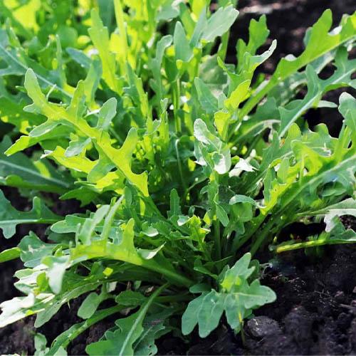 Семена Руккола дикая (19450)