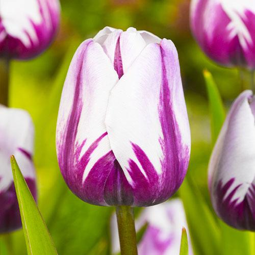 Тюльпан Florium Rems Favourite (8042) Тюльпан Florium Rems Favourite (8042)