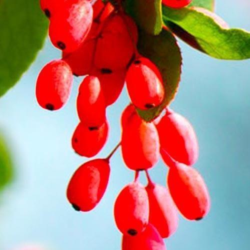 Сажанец Барбарис Амурский Amur один из самых популярных сортов в мире (38424)