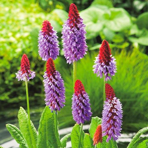 Примула Florium Vialii (3077)