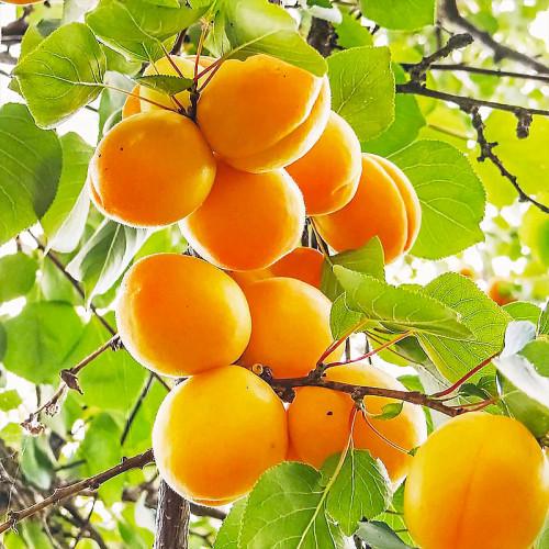 Саджанець абрикоса Олімп Середньотиглий сорт (2075157506)