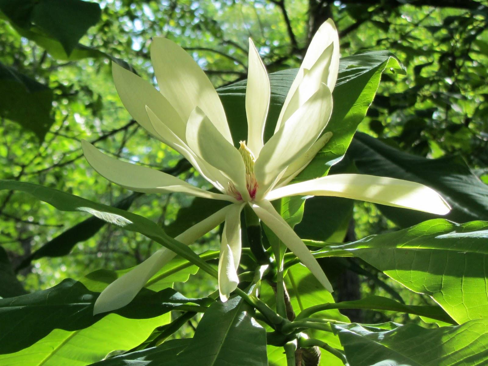 Саженцы Магнолия трёхлепестная Magnolia tripetala 3 шт. (38284224)