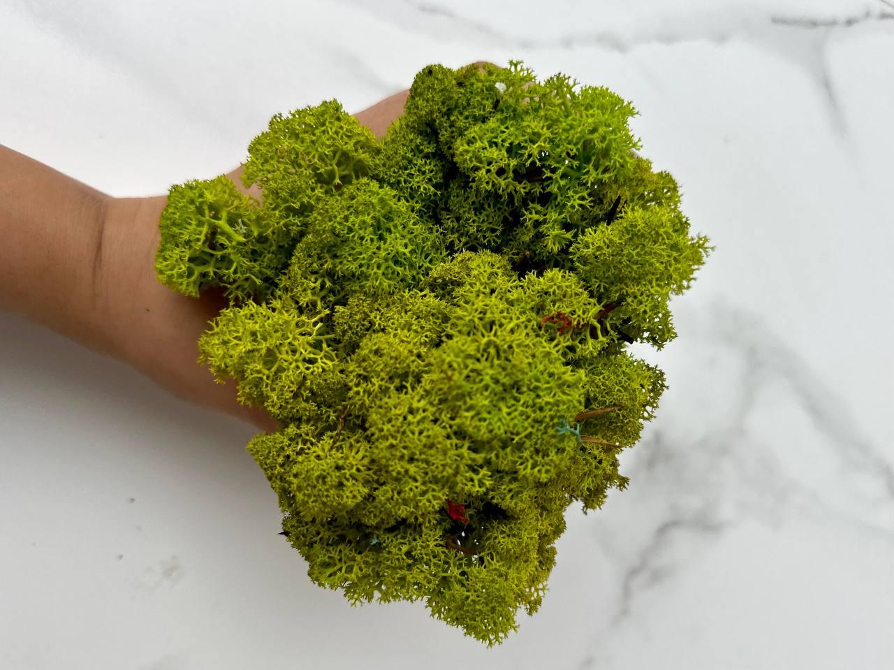 Стабілізований мох Autumn (20698579) - фото 3 Стабілізований мох Autumn (20698579) - фото 3