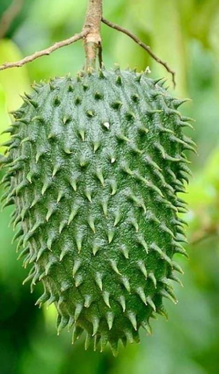 Сметанное яблоко гуанабана Annona muricata семена 5 шт.