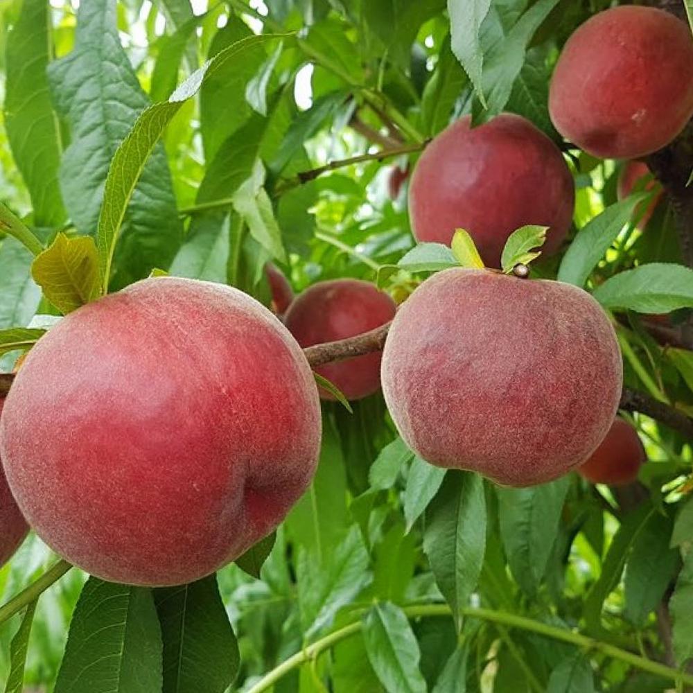 Саженец персика Шугар Тайм 1 летний (14965683) Саженец персика Шугар Тайм 1 летний (14965683)