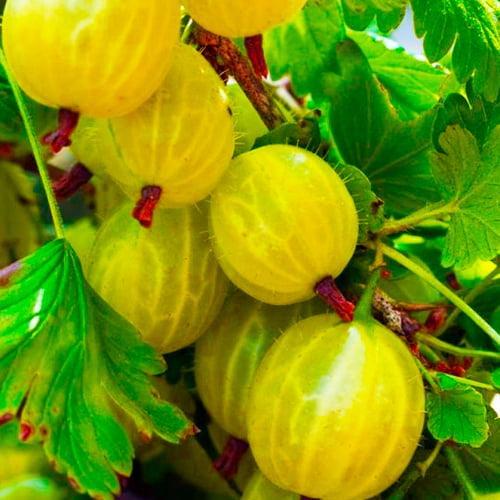 Сажанец Крыжовник Инвикта Invict средний срок созревания высокоурожайный сорт (19907) Сажанец Крыжовник Инвикта Invict средний срок созревания высокоурожайный сорт (19907)