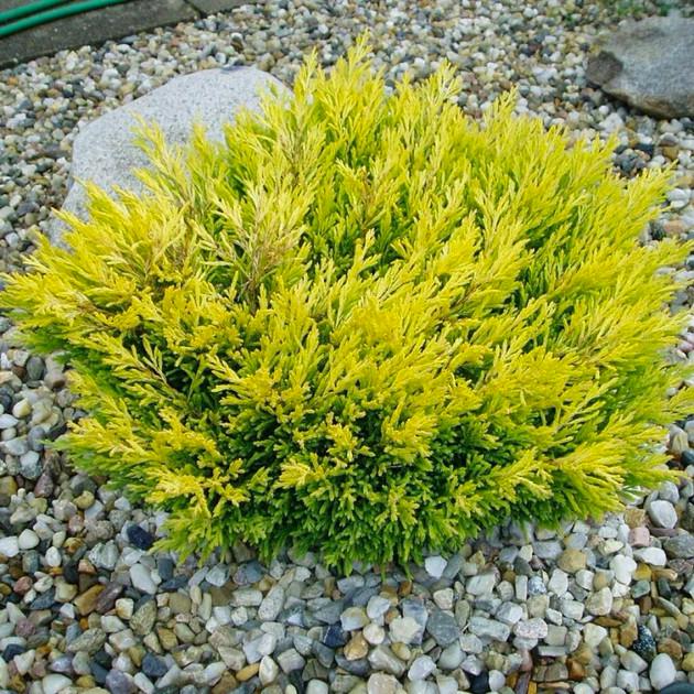 Саджанець ялівцю горизонтального Juniperus horizontalis Lime Glow Р9 (644875296) Саджанець ялівцю горизонтального Juniperus horizontalis Lime Glow Р9 (644875296)