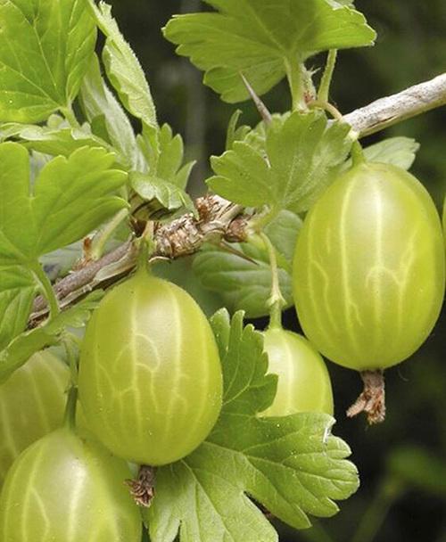 Сажанец LMTD Крыжовник Hinnonmaki Green сортовой укорененный высота 50-70 см (184891) Сажанец LMTD Крыжовник Hinnonmaki Green сортовой укорененный высота 50-70 см (184891)