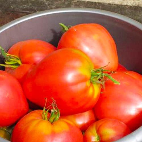 Семена Томат Florium Мазаріні (17196)