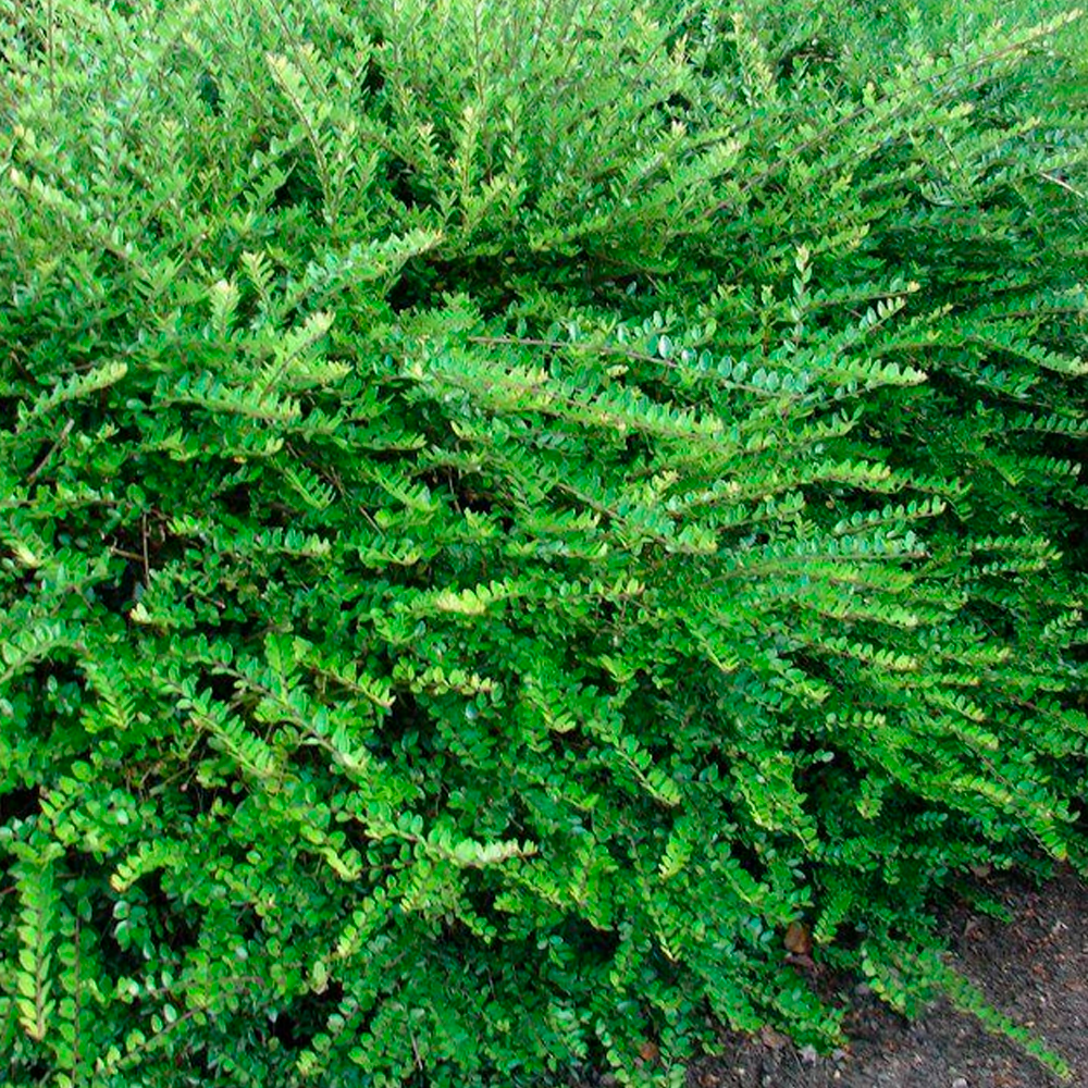 Саджанець Жимолость блискуча Garden Clouds Green Breeze Р9 (2-44) - фото 2 Саджанець Жимолость блискуча Garden Clouds Green Breeze Р9 (2-44) - фото 2