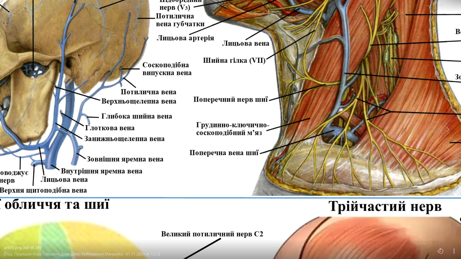 Плакат анатомічний Судини та нерви обличчя 52х67 см - фото 2