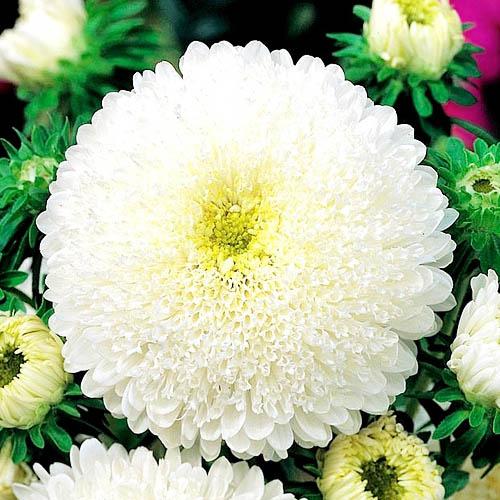 Семена Астра Florium Принцеса Корина (13345)