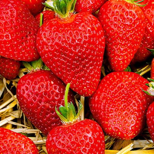 Клубника садовая Альба ранняя укорененная (29294218)