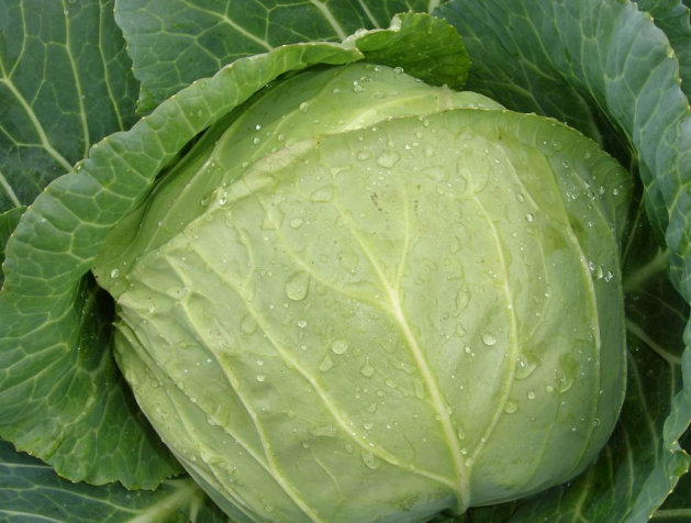 Семена Капуста белокачанная Парел F1 ТД Гекса-Украина 01-06-260 20 шт. (IR02481)