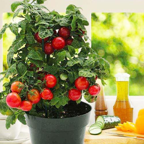 Семена Томат Florium Балконне диво (17088)