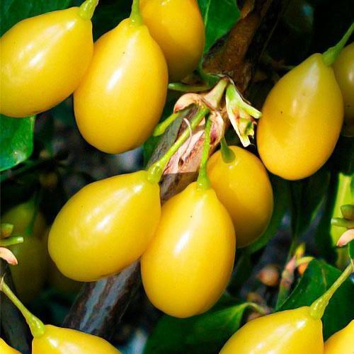 Саджанець Кизил яскраво-жовтий Колекція Клеопатри Cleopatra Collection преміальний десертний сорт середній термін дозрівання (48930)