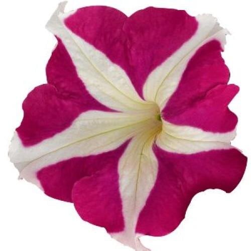 Семена цветов Benary Петуния крупноцветковая SUCCESS! HD Rose Star 50 шт. (BN08506-3)