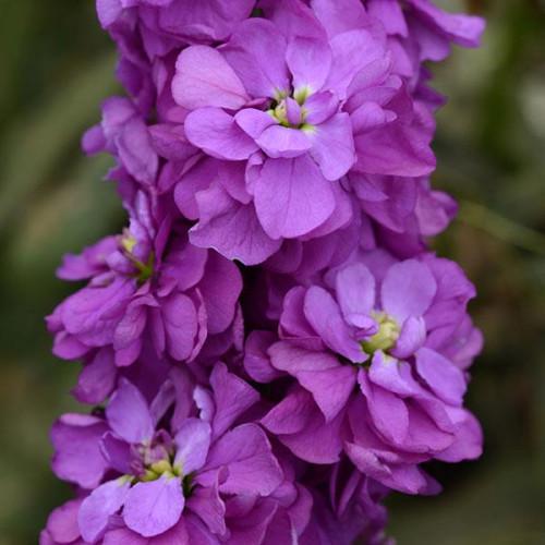 Семена цветов Левкой поле срез COLUMN Miracle Mid-Blue (BN01550-2)