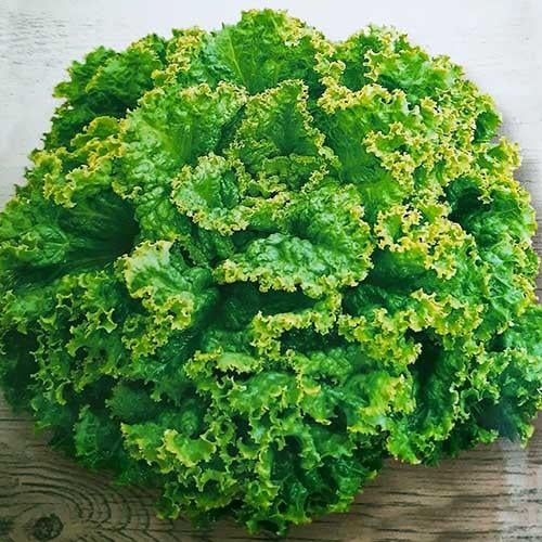 Семена Салат Florium Гранд Рапідс (16958)