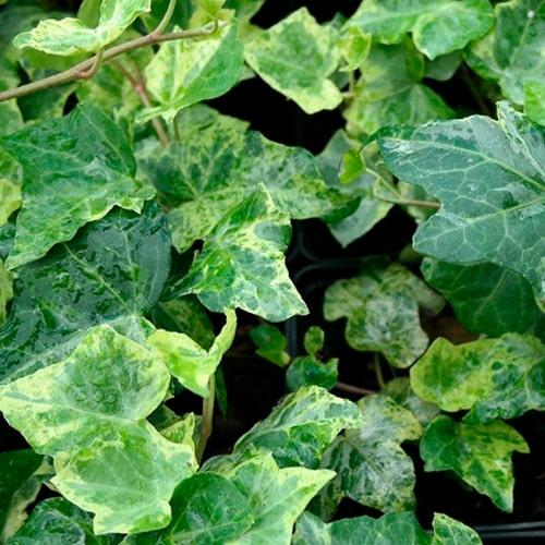 Плющ ряболистий Marmorata Р9 (29294232)