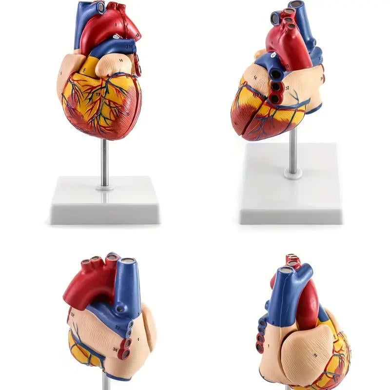 Анатомическая модель человеческого сердца в реальном масштабе 1:1 3D (113745) - фото 4 Анатомическая модель человеческого сердца в реальном масштабе 1:1 3D (113745) - фото 4