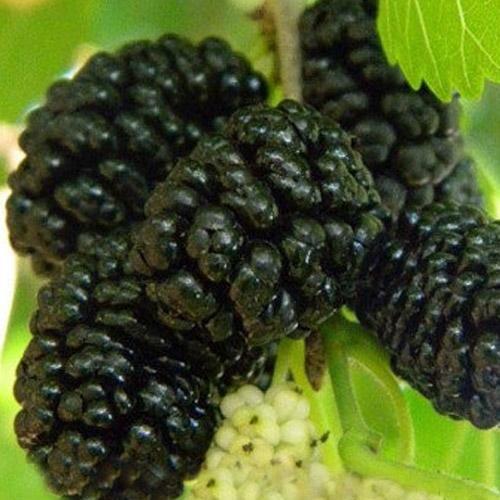 Сажанец Шелковица Крупноплодная летний сорт средний срок созревания (45350)