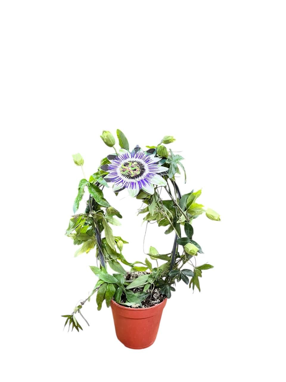 Пассифлора (33694812)