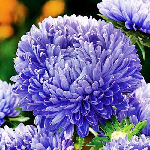 Семена Астра Florium Синий Магнит (6656)