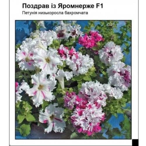 Семена цветов Петуния Поздравление с Яромнерже F1 Частный дом Центр 10 шт. (SZ-0940)