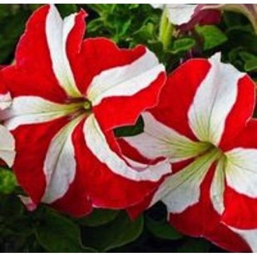 Семена цветов Петуния крупноцветковая Tango Red star Hem Genetics 250 шт. (BN09423-2)