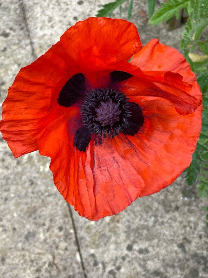 Семена Мак восточный Султан  0,1 г 400 шт. Papaver orientale (RS-01213)